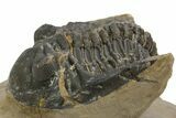 Bargain, Hollardops Trilobite - Foum Zguid, Morocco #363176-1